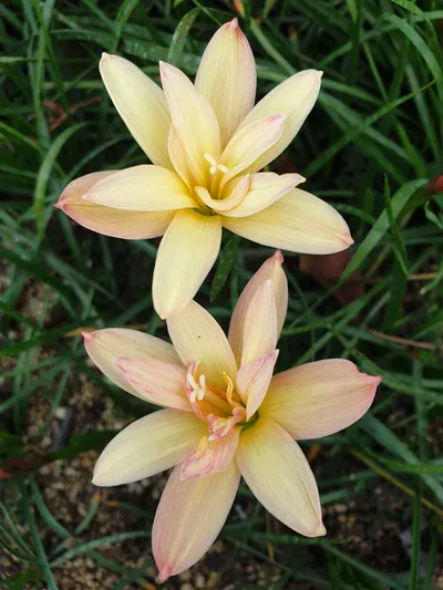 Rain Lily Tamonwan — thumbnail 4