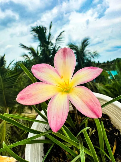 Rain Lily Champa
