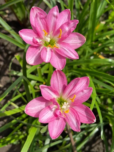 Rain Lily RP 25