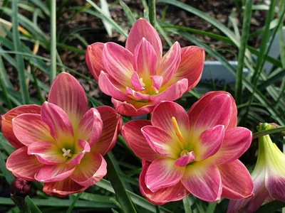 Rain Lily Pink Wadee — thumbnail 4