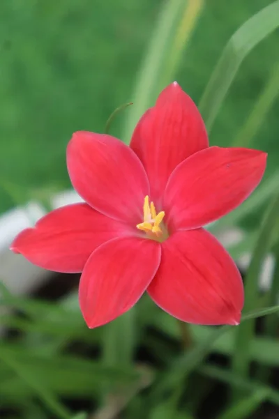 Rain Lily Red joy β photo 3