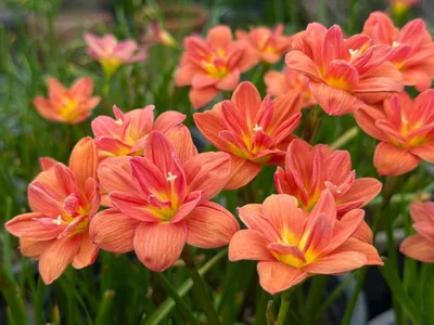 Rain Lily Sudteeruk β photo 3
