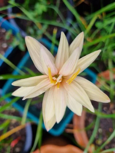 Rain Lily Chandler sparkle
