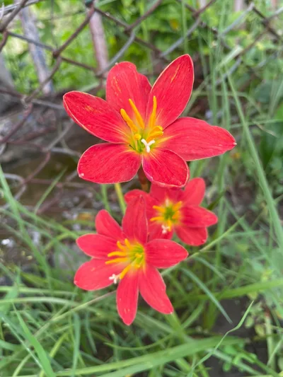 Rain Lily Dazzling Flame — thumbnail 5