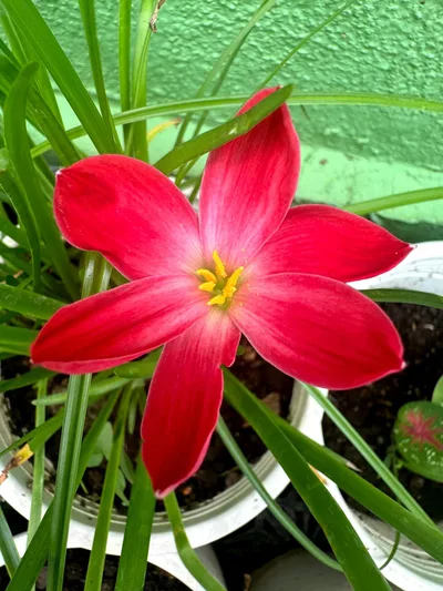 Rain Lily Falling  in Love — thumbnail 5