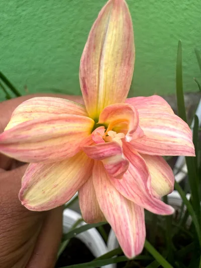 Rain Lily Kornkanya