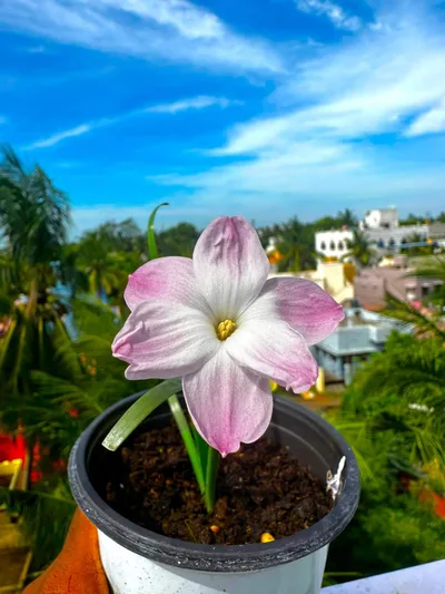 Rain Lily Lily Pie β photo 1