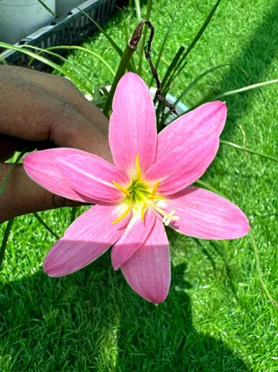 Rain Lily Lovely chubby