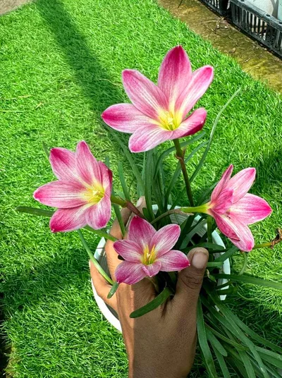 Rain Lily Rayrai — thumbnail 5