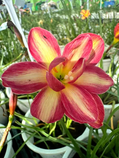 Rain Lily Rosy Cheek PT β photo 1