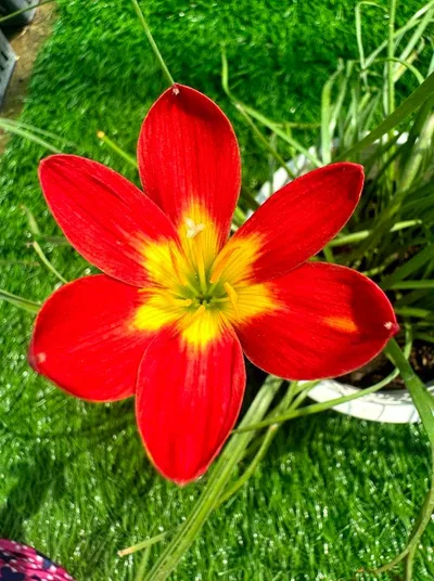 Rain Lily Seetawan β photo 1
