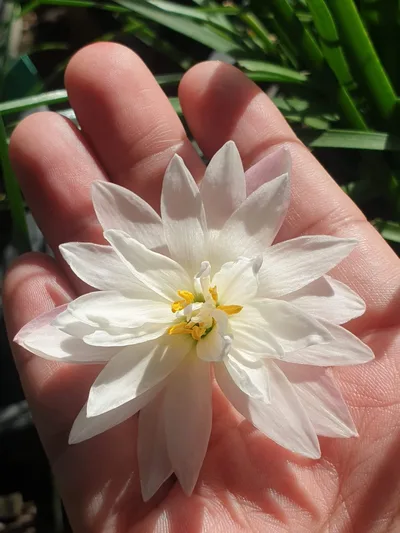 Rain Lily Phorn Sawan — thumbnail 5