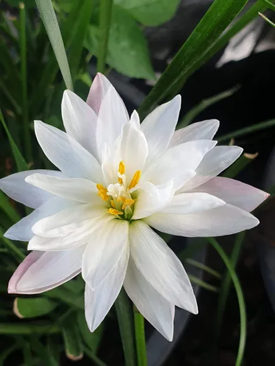 Rain Lily Phorn Sawan β photo 1