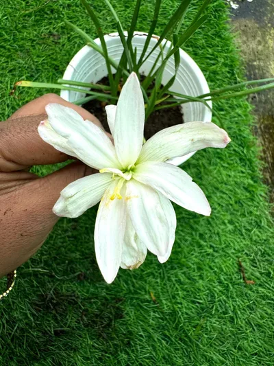 Rain Lily Himalayan