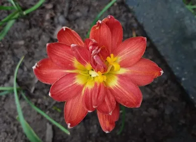 Rain Lily Red Macaw