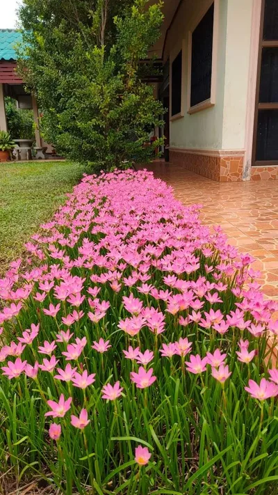 Rain Lily Rosea — thumbnail 4