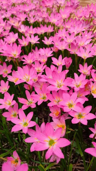 Rain Lily Rosea β photo 1