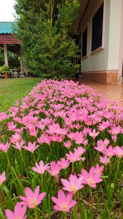 Rain Lily Rosea β photo 2