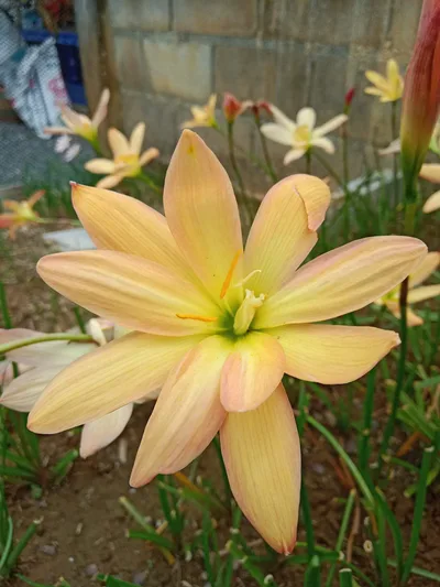 Rain Lily Block Party β 20