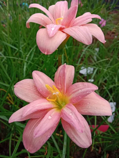 Rain Lily New Year β photo 3