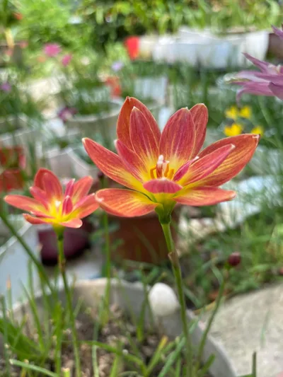 Rain Lily Ampharamphai