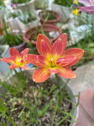 Rain Lily Coral