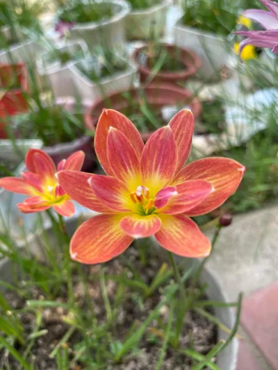 Rain Lily Ampharamphai