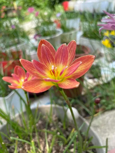 Rain Lily Ampharamphai