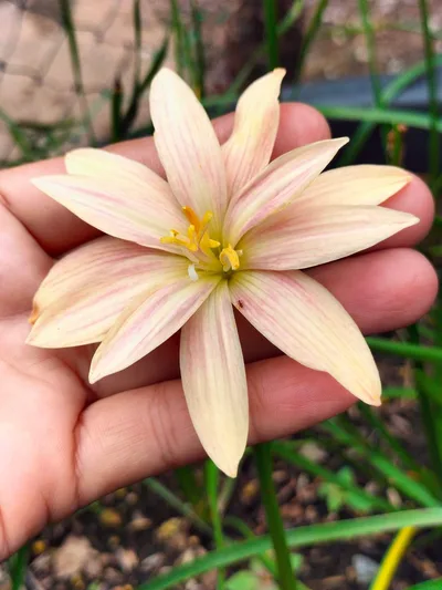 Rain Lily Apricot King
