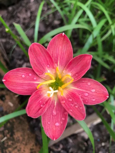 Rain Lily Red candy — thumbnail 5