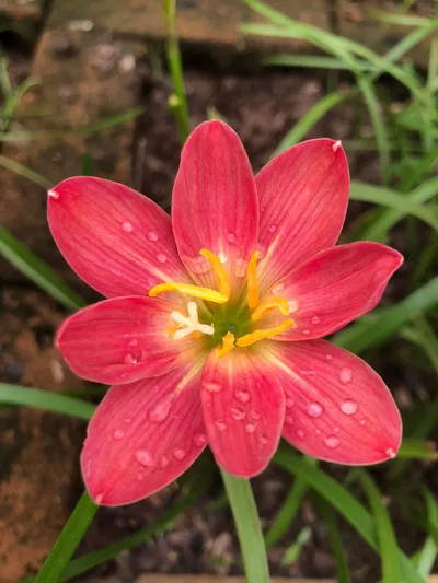 Rain Lily Red candy — thumbnail 4