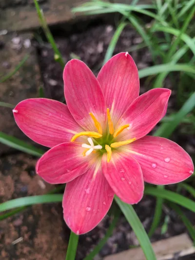 Rain Lily Red candy β photo 2