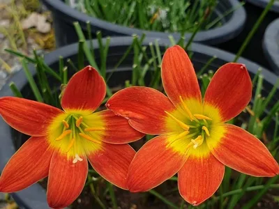 Rain Lily Bloody Moon