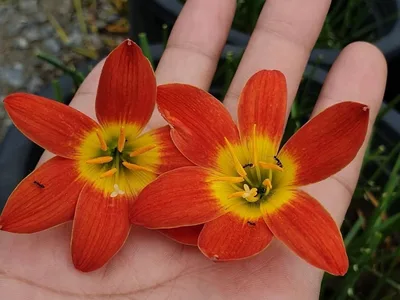 Rain Lily Bloody Moon