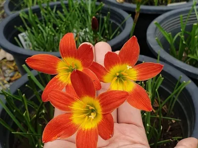 Rain Lily Bloody Moon