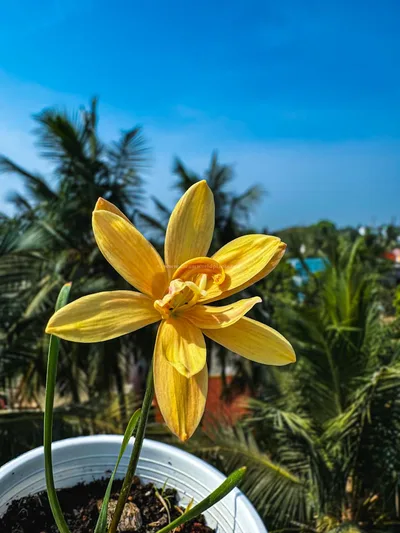 Rain Lily Apricot King