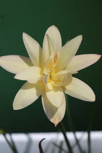 Rain Lily Tamonwan β photo 1