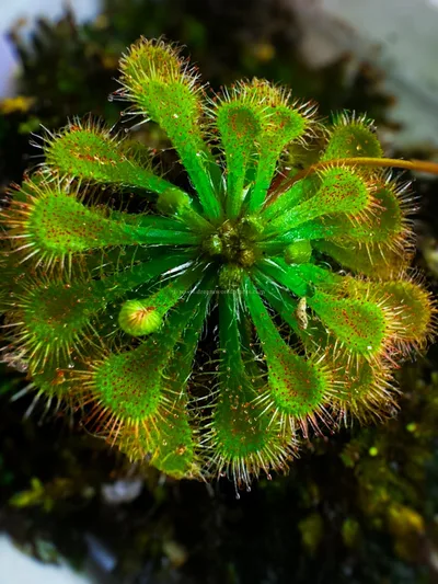 Drosera Tokaiensis β photo 2
