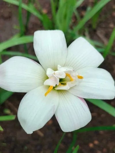 Rain Lily White Rabbit — thumbnail 4