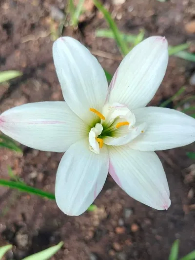 Rain Lily White Rabbit — thumbnail 3