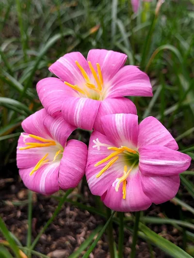Rain Lily Lovely chubby