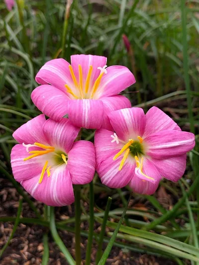 Rain Lily Lovely chubby