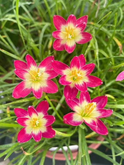 Rain Lily Pink jira β photo 1
