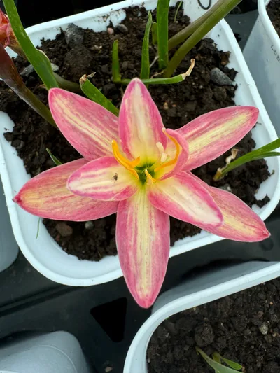 Rain Lily Colon