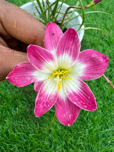 Rain Lily Pink jira β photo 2
