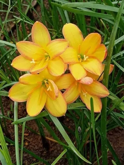 Rain Lily King Ransom