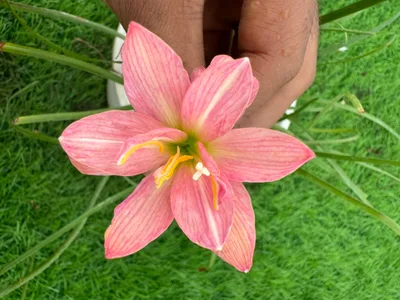 10-Colour Rain Lily Collection
