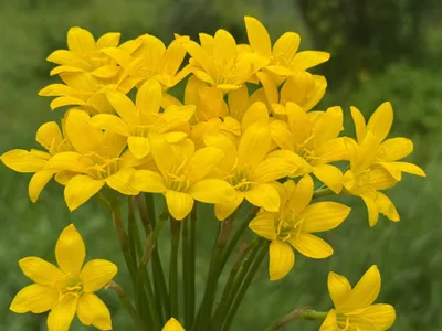 Rain Lily Citrina — thumbnail 3
