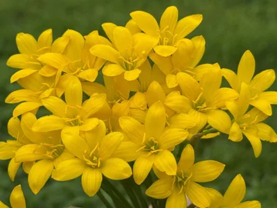 Rain Lily Citrina — thumbnail 4
