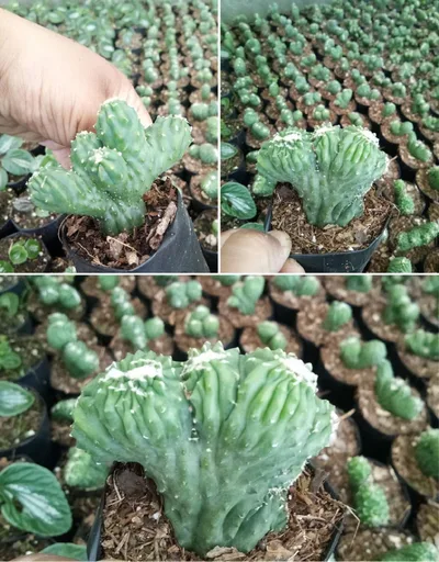 5 Colours Cactus Pack
